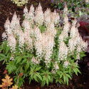 Tiarella 'Iron Butterfly'