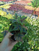 Tiarella 'Sugar and Spice'