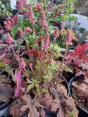 Tiarella 'Spring Symphony'