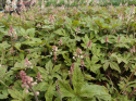 Tiarella 'Spring Symphony'