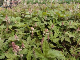 Tiarella 'Spring Symphony'