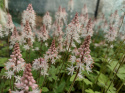 Tiarella 'Spring Symphony'