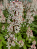 Tiarella 'Spring Symphony'