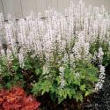 Tiarella 'Sylvan Lace'