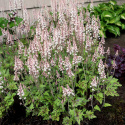 Tiarella 'Sylvan Lace'