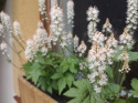 Tiarella 'Running Tiger'