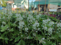 Tiarella 'Running Tiger'