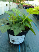 Tiarella 'Running Tiger'