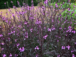 Werbena officinalis Bumpton