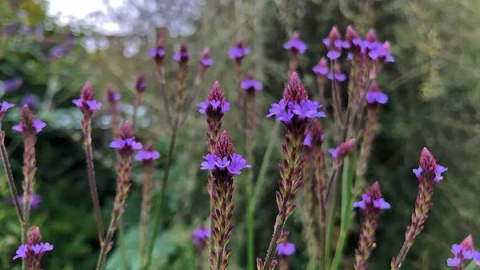 Werbena mcdougalii "Lavender Spires"