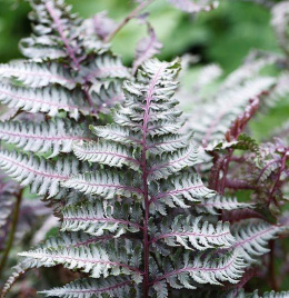 Wietlica japońska- Athyrium niponicum 'Red Beauty'