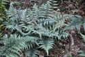 Wietlica japońska- Athyrium niponicum 'Red Beauty'