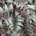 Wietlica japońska- Athyrium niponicum 'Red Beauty'