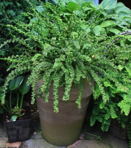 Wietlica samicza- Athyrium fil.-f. 'Frizelliae'