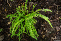 Wietlica samicza- Athyrium fil.-f. 'Frizelliae'