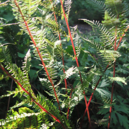 Wietlica samicza- Athyrium fil.-f. 'Lady in Red'