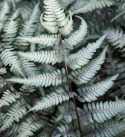 Wietlica japońska- Athyrium niponicum 'Metallicum'