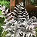 Wietlica japońska- Athyrium niponicum 'Metallicum'