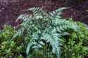 Wietlica japońska- Athyrium niponicum 'Metallicum'