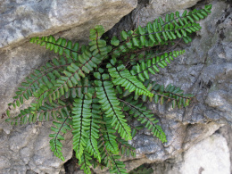 Zanokcica skalna- Asplenium trichomanes