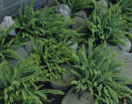 Zanokcica skalna- Asplenium trichomanes