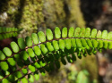 Zanokcica skalna- Asplenium trichomanes