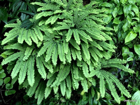 Adiantum 'Imbricatum'