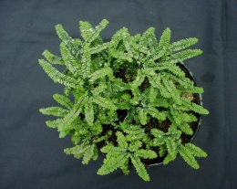 Adiantum 'Imbricatum'