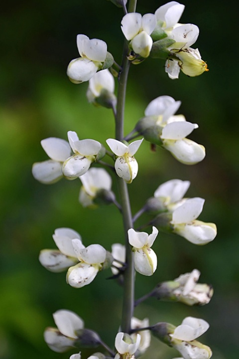 Baptysja pendula 'Alba'