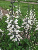 Baptysja pendula 'Alba'