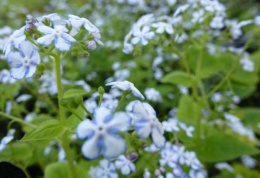 Brunnera 'Jennifer'