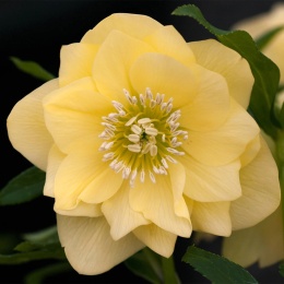 Ciemiernik orientalny 'Double Yellow'