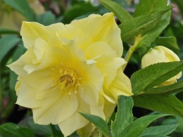 Ciemiernik orientalny 'Double Yellow'