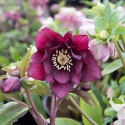 Ciemiernik orientalny 'Double Purple'