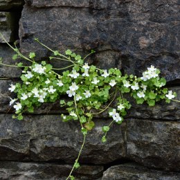 Cymbalaria pallida 'Alba' (p9)