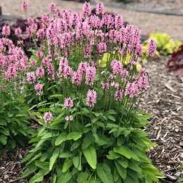 Czyściec lekarski 'Pink Cotton Candy'