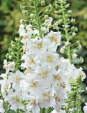 Dziewanna fioletowa 'Flush of White' (p9)