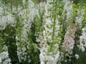 Dziewanna fioletowa 'Flush of White' (p9)