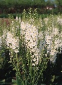 Dziewanna fioletowa 'Flush of White' (p9)