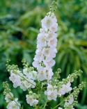 Dziewanna fioletowa 'Flush of White' (p9)