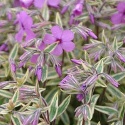 Floks płożący 'Variegata'- Phlox procumbens