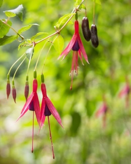 Fuksja magellańska 'Aurea'