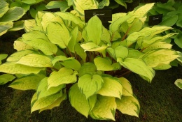 Hosta 'Paradise Island'