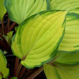 Hosta 'Paradise Island'