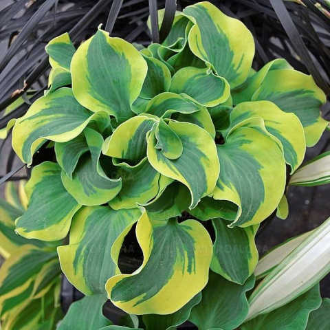 Hosta 'School Mouse'