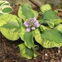 Hosta 'School Mouse'