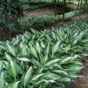 Hosta 'Snake Eyes' (p9)