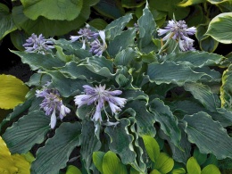 Hosta 'Waterslide'