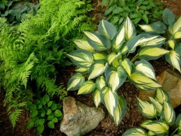 Hosta 'Remember Me'