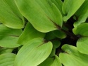 Hosta 'Purple Heart'